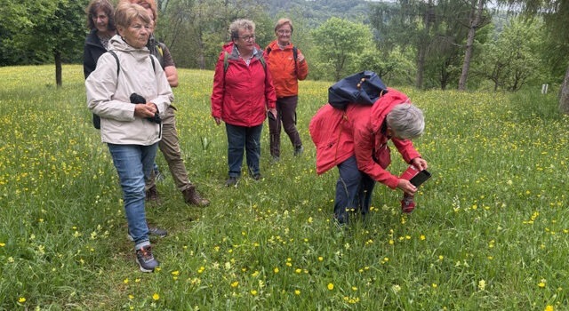 Orchideen-Wanderung Orchideen-Wanderung
